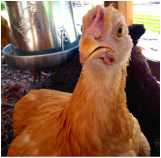 Chicken - Sunshine - Angel's Pet Care