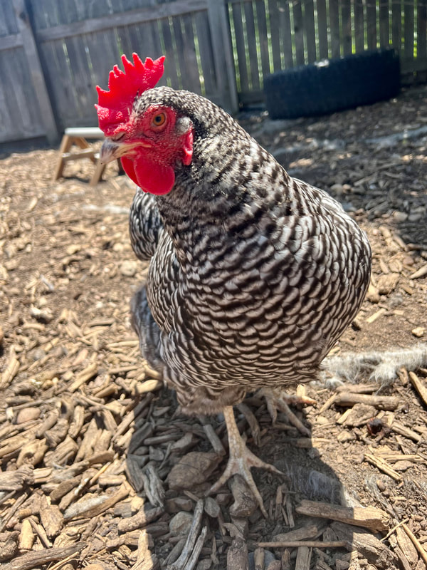 Chicken - Sunshine - Angel's Pet Care